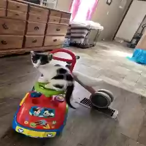 adoptable Cat in Pineville, LA named Roger