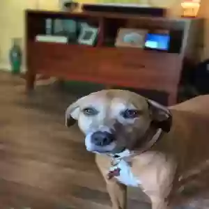 adoptable Dog in Cookeville, TN named Fiona