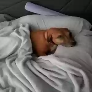 /images/pets/original/2185128_actual_two.webp