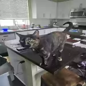 adoptable Cat in Ladera Ranch, CA named Cali