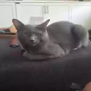 adoptable Cat in Ladera Ranch, CA named PUFF
