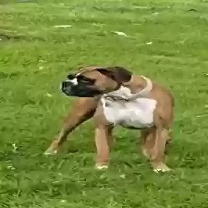 adoptable Dog in Glenside, PA named Lilly