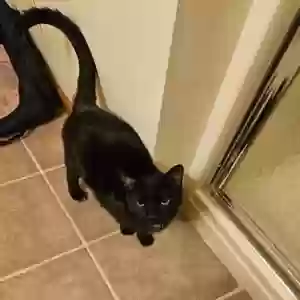 adoptable Cat in Farmington, MO named Elvis