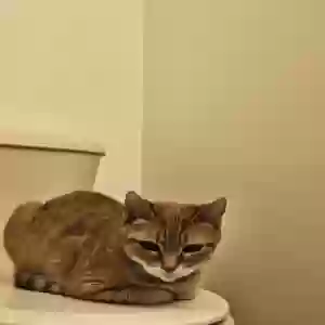 adoptable Cat in Farmington, MO named Lil