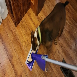 adoptable Dog in Four Oaks, NC named Mocha