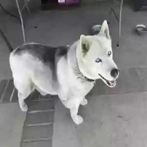adoptable Dog in Glendora, CA named Sadie