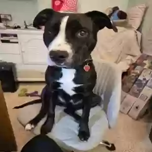 adoptable Dog in Parker, CO named Flash