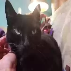 adoptable Cat in Warren, MI named Rowena