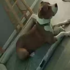 adoptable Dog in Fort Worth, TX named Princess
