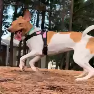 adoptable Dog in Marietta, GA named Bella