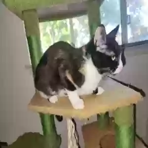 /images/pets/original/2185193_18768_20250717_191424.webp