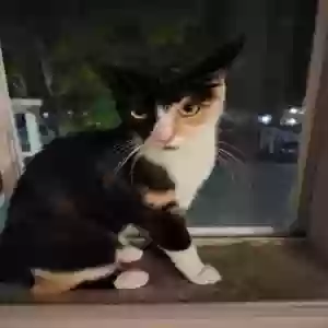 adoptable Cat in Vallejo, CA named Coco