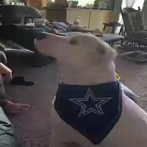 adoptable Dog in Fort Worth, TX named Winter
