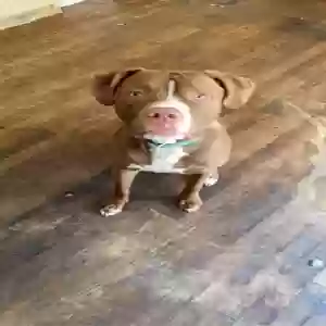 adoptable Dog in Holly Springs, NC named Unknown