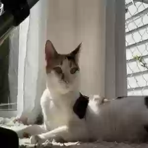 adoptable Cat in Grand Rapids, MI named Biscuit