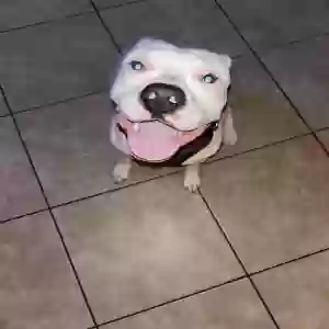adoptable Dog in Hinesville, GA named Sam
