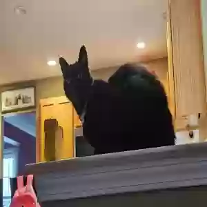 adoptable Cat in West Deptford, NJ named D