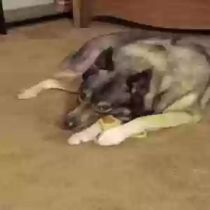 adoptable Dog in Ashland, OH named Kira