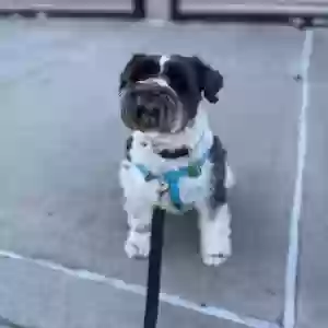adoptable Dog in Ridgewood, NY named Chuckie