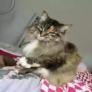 /images/pets/original/2185223_actual_two.webp