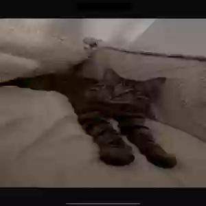 adoptable Cat in Maspeth, NY named Lio