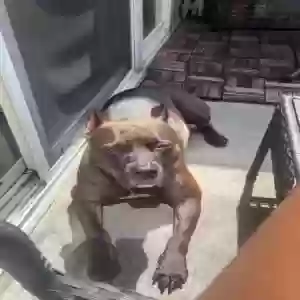 adoptable Dog in Clinton, MD named Gremlin