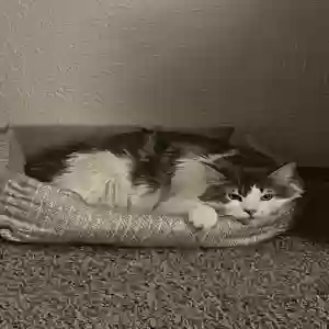 adoptable Cat in Turlock, CA named Rocket