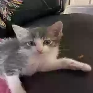adoptable Cat in Hinesville, GA named No name