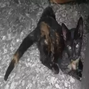 adoptable Cat in Columbia, SC named Ava