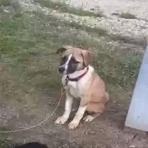 adoptable Dog in Woodway, TX named Unknown
