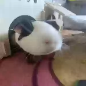 adoptable  in Stockbridge, GA named Unknown