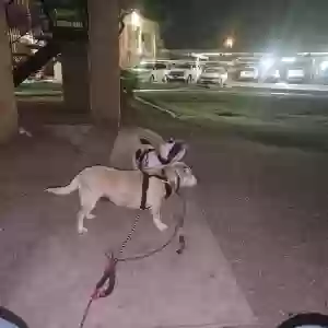 adoptable Dog in Mesa, AZ named Brown one her name is bologna black and white one her name is chewy