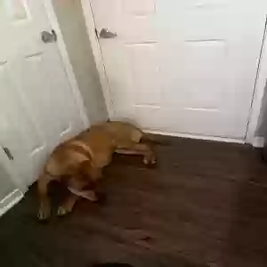 adoptable Dog in Smyrna, GA named Fanini