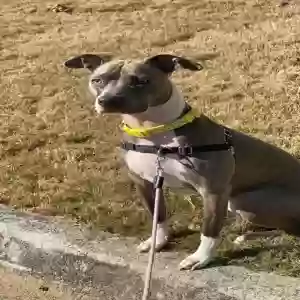 adoptable Dog in Oklahoma City, OK named kona