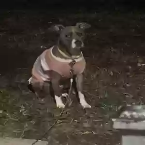 /images/pets/original/2185259_20536_IMG_1266.jpeg