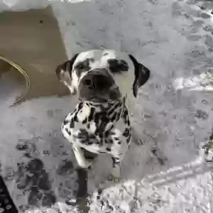 adoptable Dog in Akron, OH named Scooby