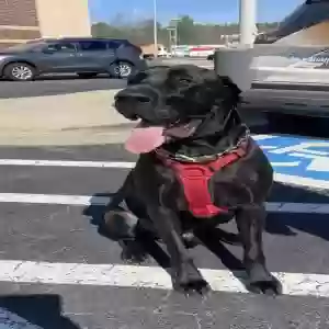 adoptable Dog in Knightdale, NC named Rocky