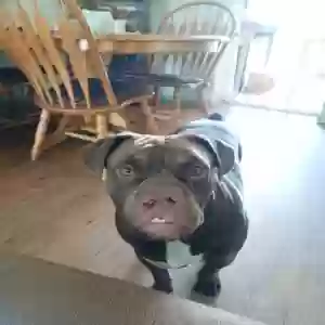 adoptable Dog in Port Huron, MI named Coco