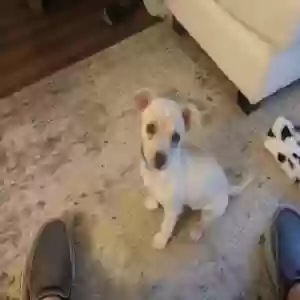 adoptable Dog in Bolivia, NC named Wilson
