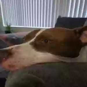adoptable Dog in Unknown,  named Kobe Greene