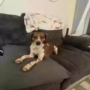 adoptable Dog in Germantown, MD named Hazel
