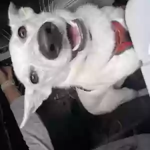 adoptable Dog in Walnutport, PA named Nova