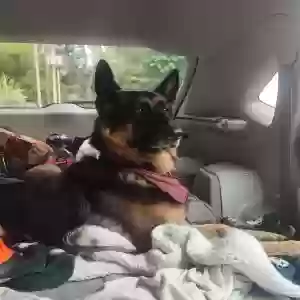 adoptable Dog in Portland, OR named Roxi