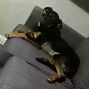 adoptable Dog in Mesquite, TX named Max