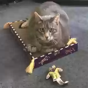adoptable Cat in Silver City, NM named Sadie