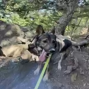 adoptable Dog in Sioux Falls, SD named Melo