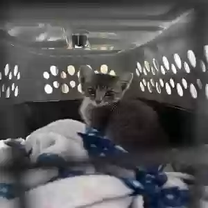 adoptable Cat in Keller, TX named Kiwi