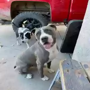 adoptable Dog in Camp Verde, AZ named Chulo