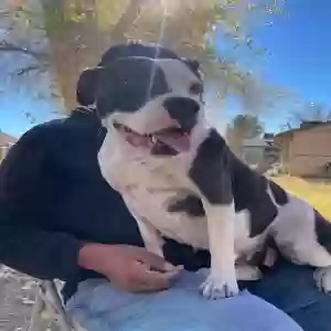 adoptable Dog in Camp Verde, AZ named Loka