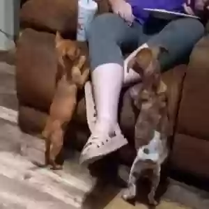 adoptable Dog in Hamburg, AR named Max and Bruno